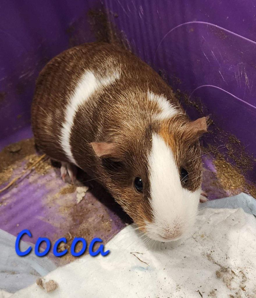 Enlarge Cocoa, a Adoptable Guinea Pig in Cambridge, MD image 1/1