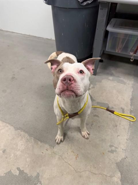 Link, ADOPTABLE, Adult Male Pit Bull Terrier.