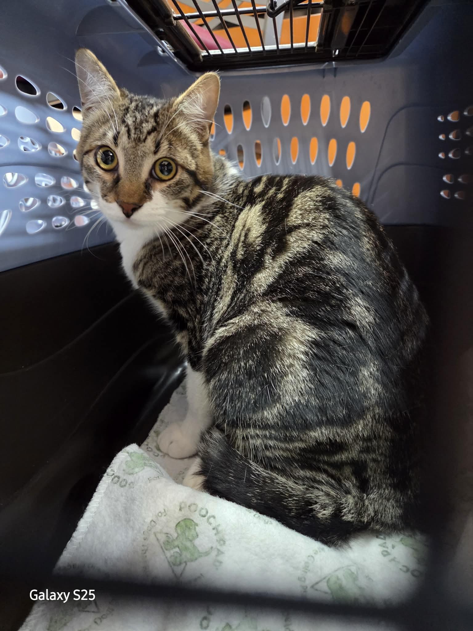 DELANO - FFPR, a Adoptable Domestic Short Hair in Walnut Creek, CA image 2/2