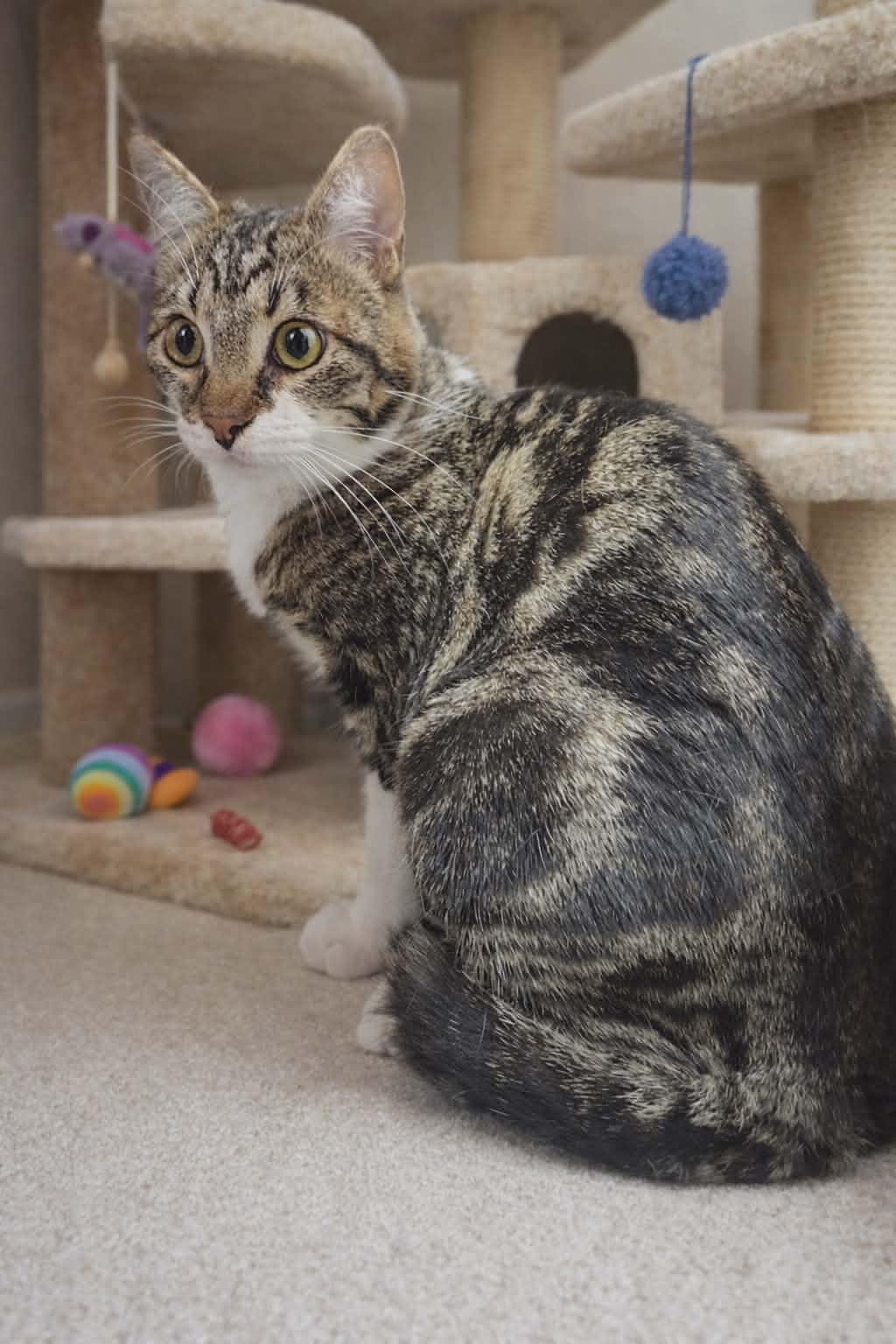 DELANO - FFPR, a Adoptable Domestic Short Hair in Walnut Creek, CA image 1/2