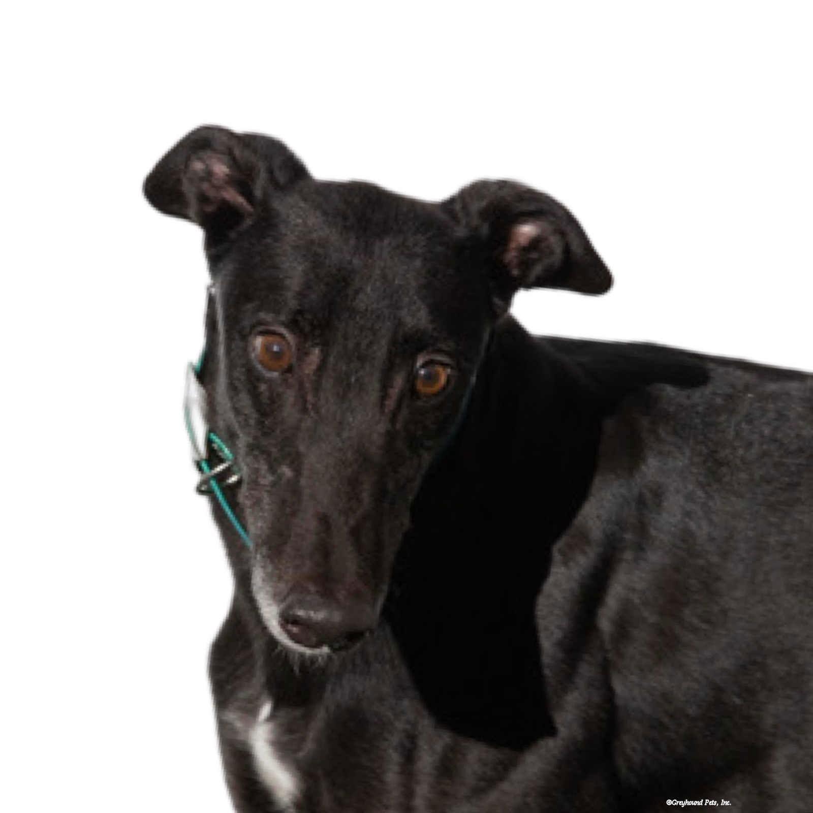 Enlarge Blake, a Adoptable Greyhound in Woodinville, WA image 2/3