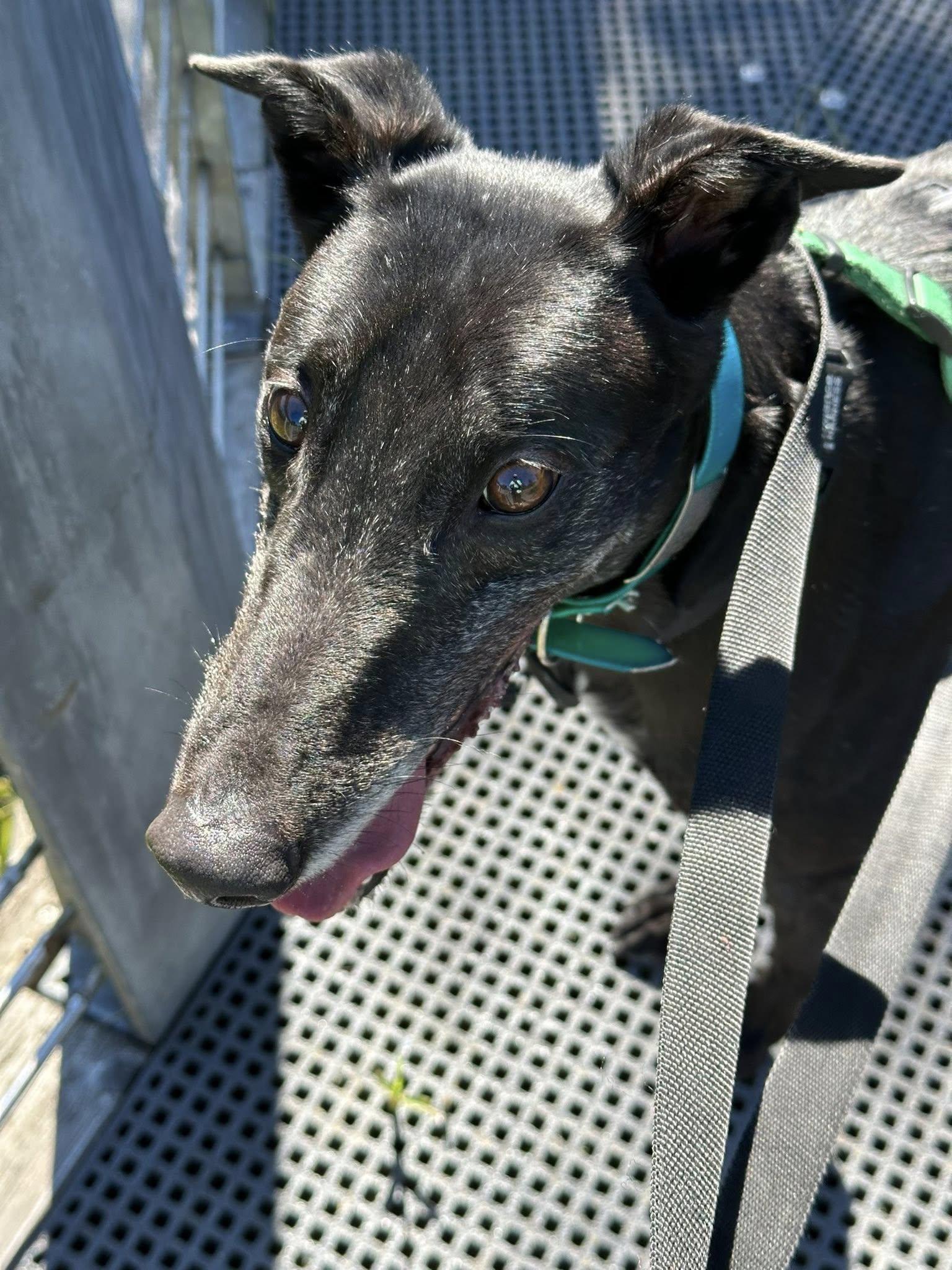 Enlarge Blake, a Adoptable Greyhound in Woodinville, WA image 3/3