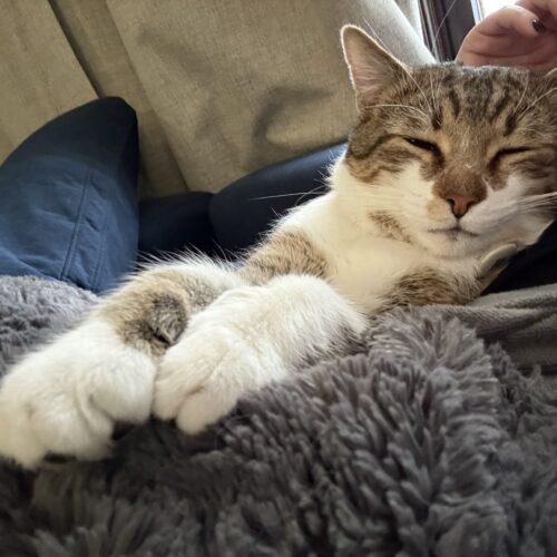 Enlarge Oscar, a Adoptable Domestic Short Hair in Fishers, IN image 1/5