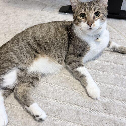 Enlarge Oscar, a Adoptable Domestic Short Hair in Fishers, IN image 2/5