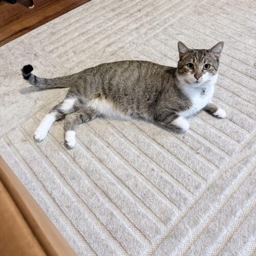 Enlarge Oscar, a Adoptable Domestic Short Hair in Fishers, IN image 4/5