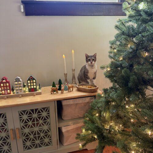 Enlarge Oscar, a Adoptable Domestic Short Hair in Fishers, IN image 5/5