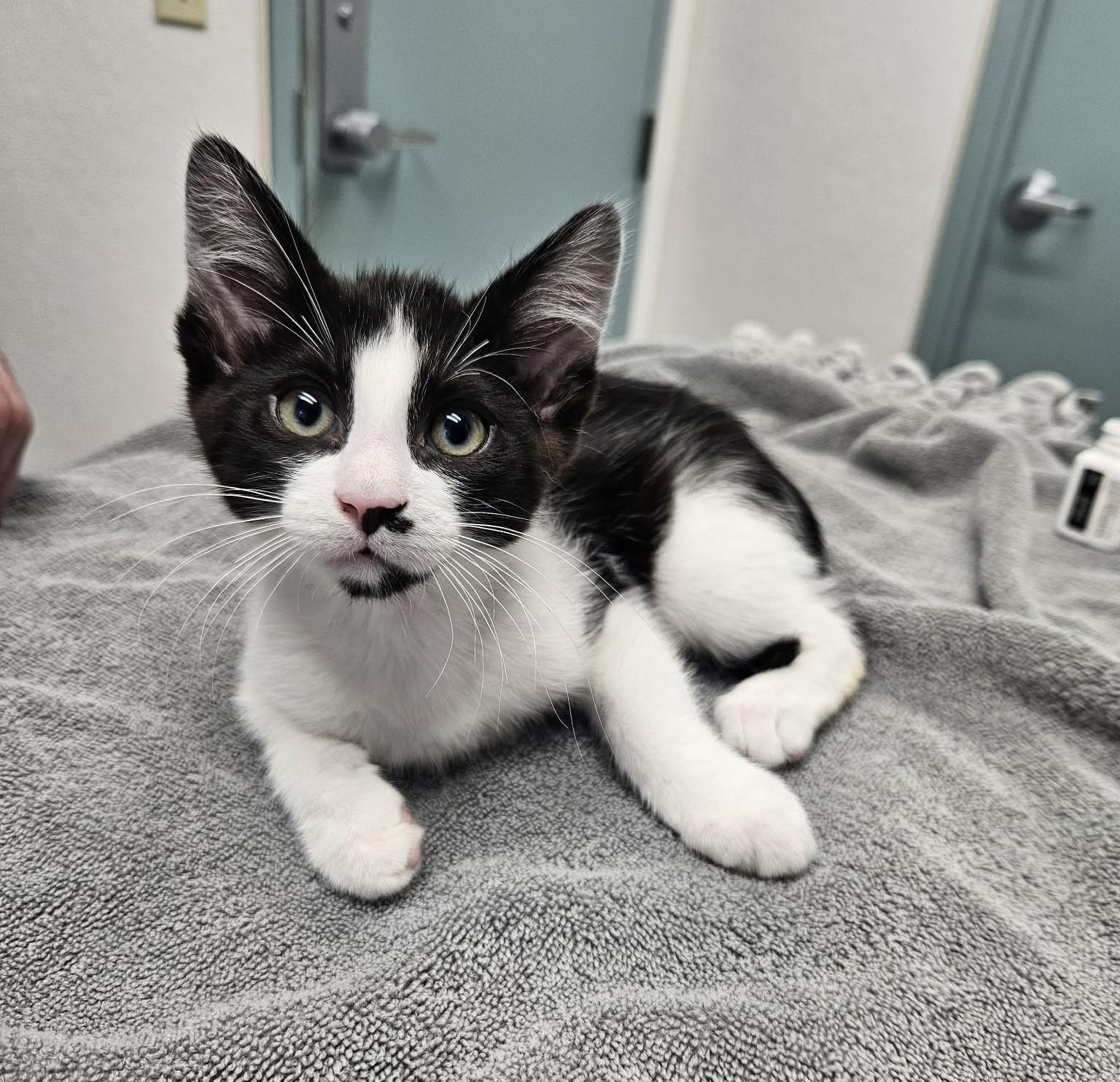 Henderson & Wheeler, ADOPTABLE, Kitten Male Domestic Short Hair.