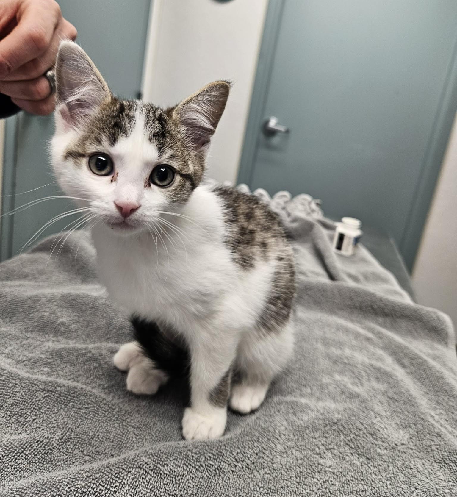 Enlarge Henderson & Wheeler, a ADOPTABLE Domestic Short Hair in Medfield, MA image 2/4