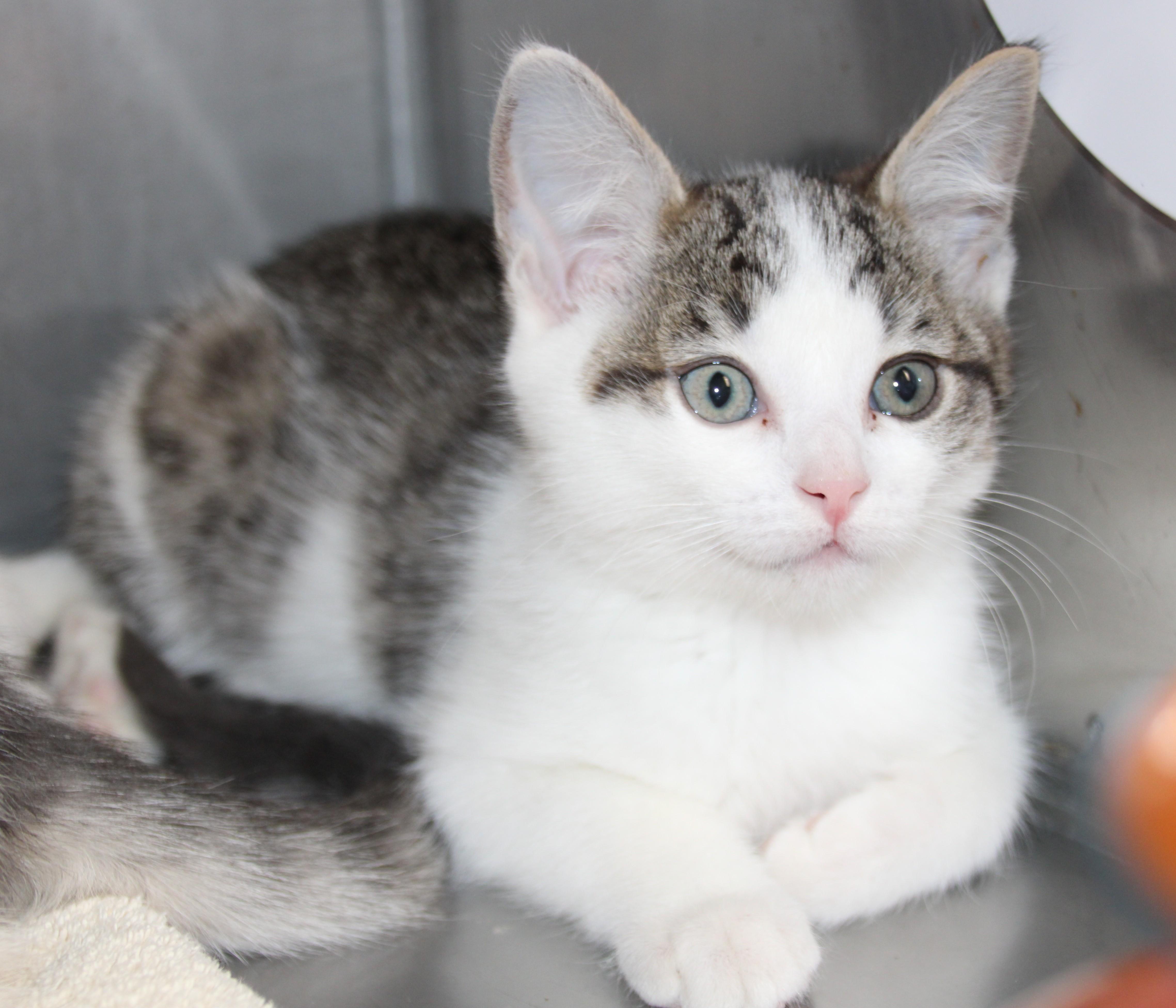 Enlarge Henderson & Wheeler, a ADOPTABLE Domestic Short Hair in Medfield, MA image 4/4