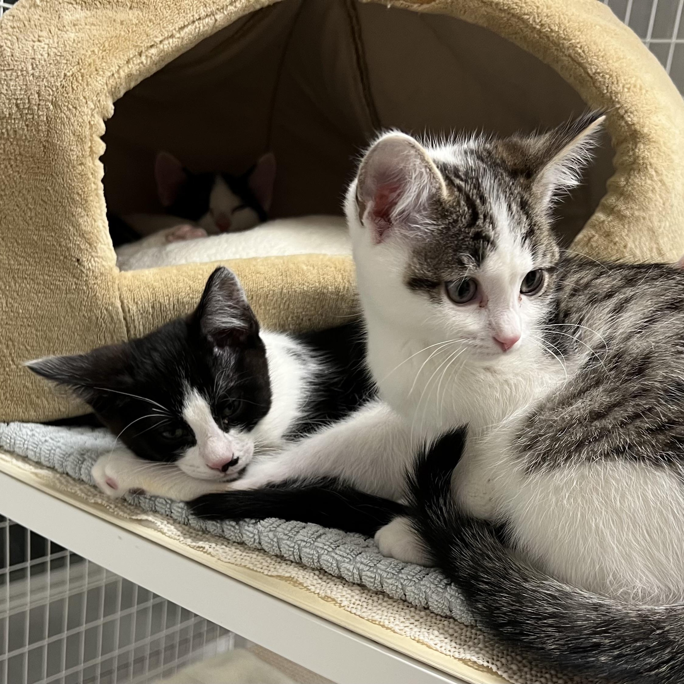 Henderson & Wheeler, adopted, Kitten Male Domestic Short Hair.