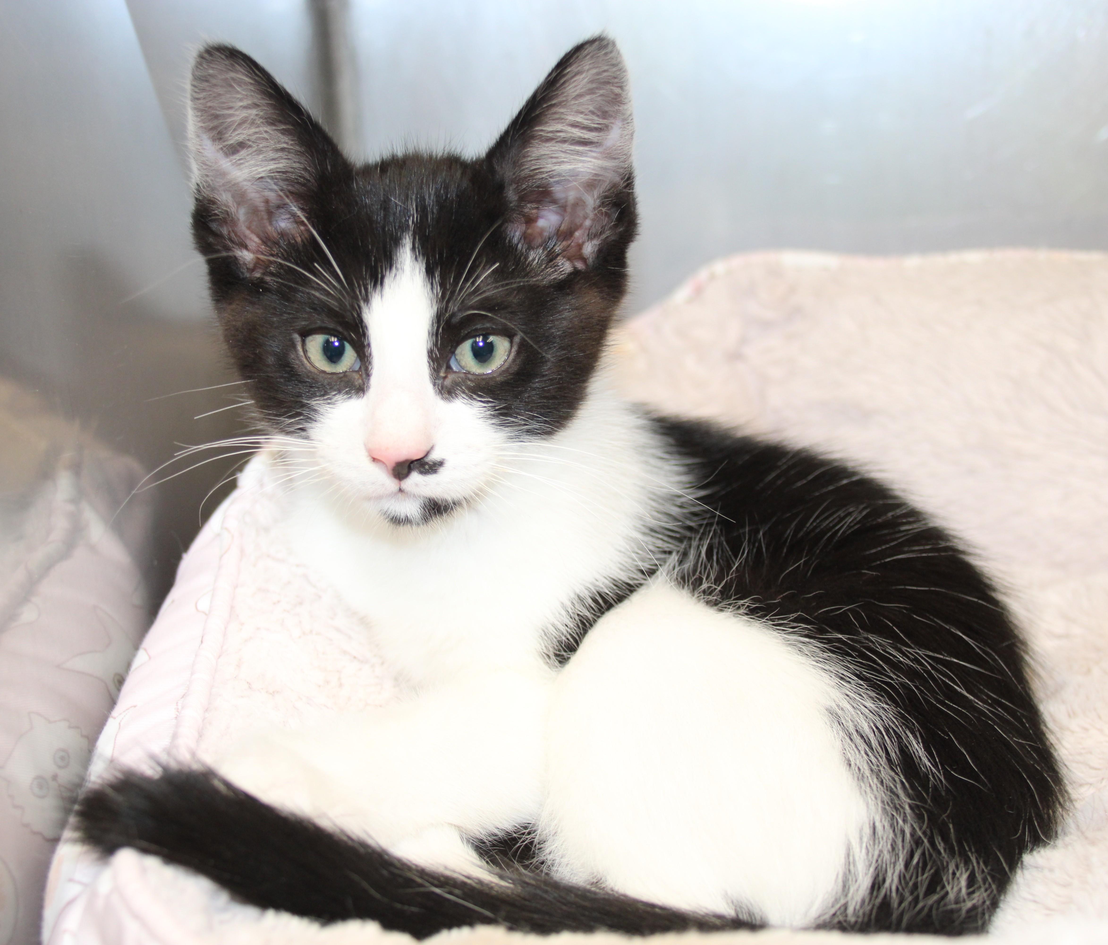 Enlarge Henderson & Wheeler, a ADOPTABLE Domestic Short Hair in Medfield, MA image 3/4