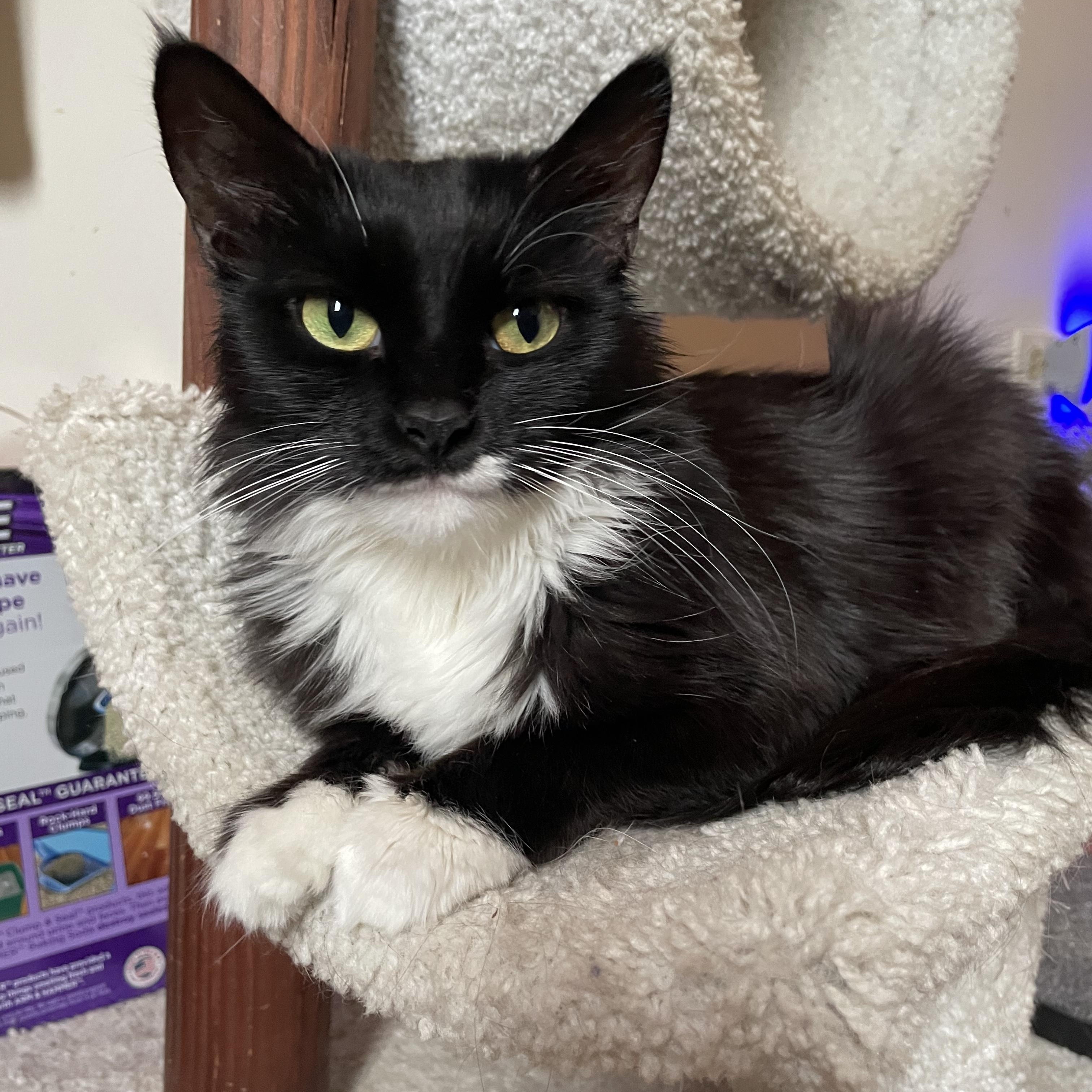 Enlarge Nori, a Adoptable Domestic Long Hair in Crystal Lake, IL image 2/4