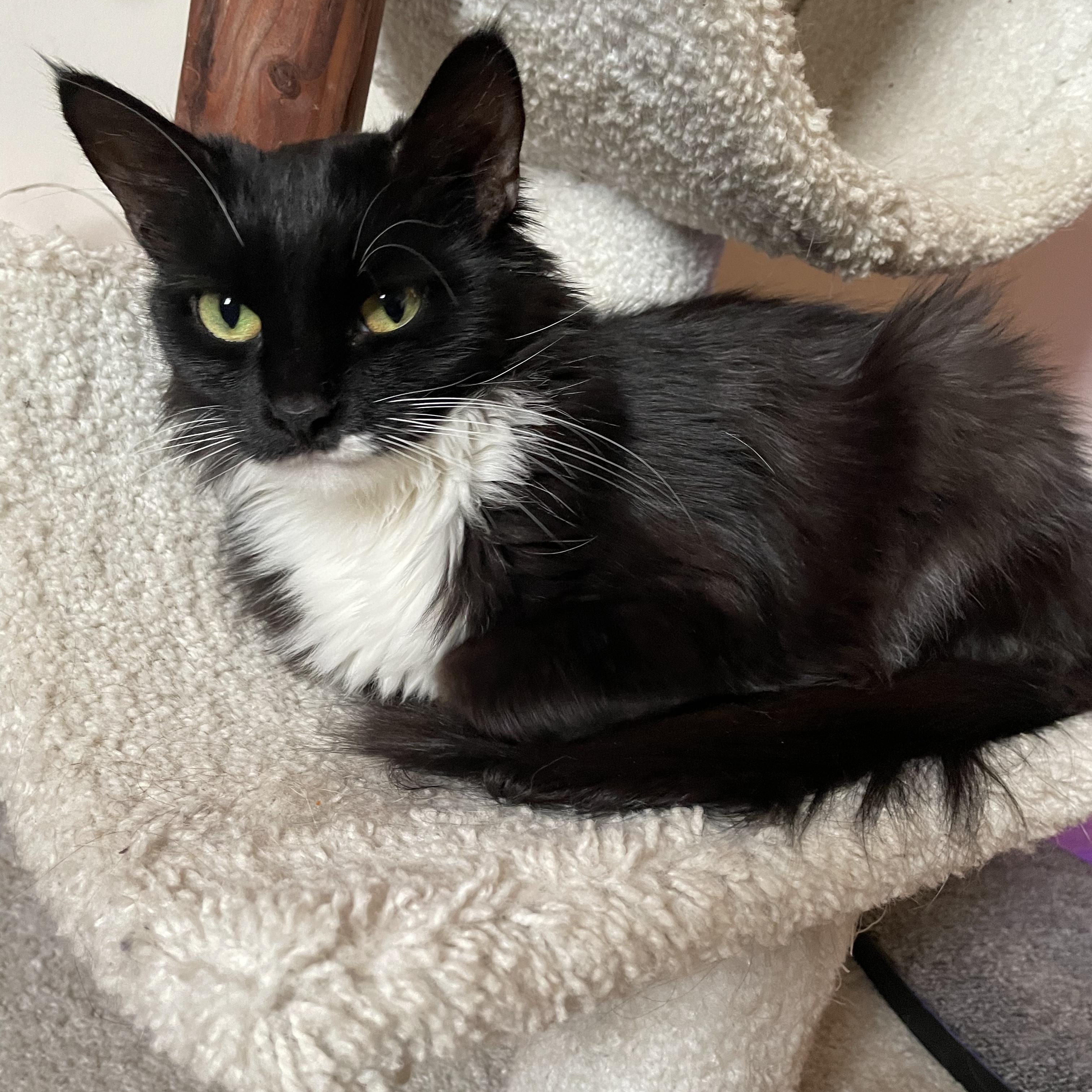 Enlarge Nori, a Adoptable Domestic Long Hair in Crystal Lake, IL image 3/4