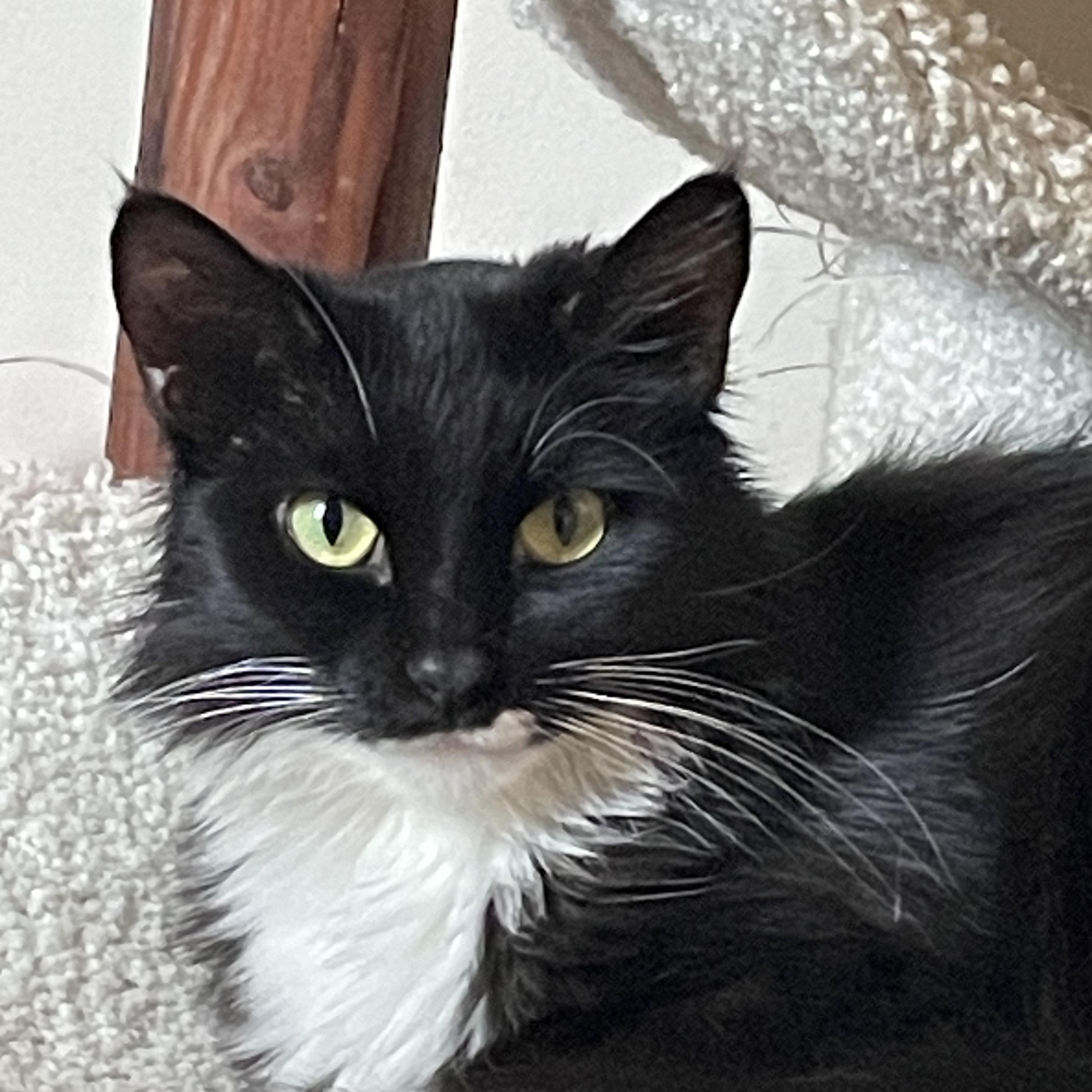 Nori, Adoptable, Adult Female Domestic Long Hair.
