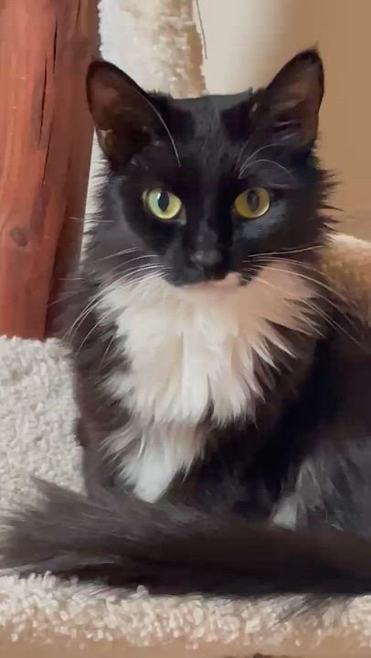 Enlarge Nori, a Adoptable Domestic Long Hair in Crystal Lake, IL video 4/4