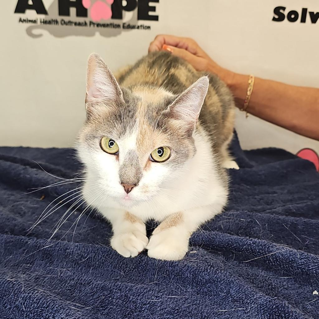Aries, Adoptable, Senior Female Japanese Bobtail.