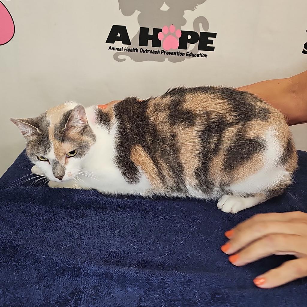 Enlarge Aries, a Adoptable mixed breed in Milton, FL image 2/6