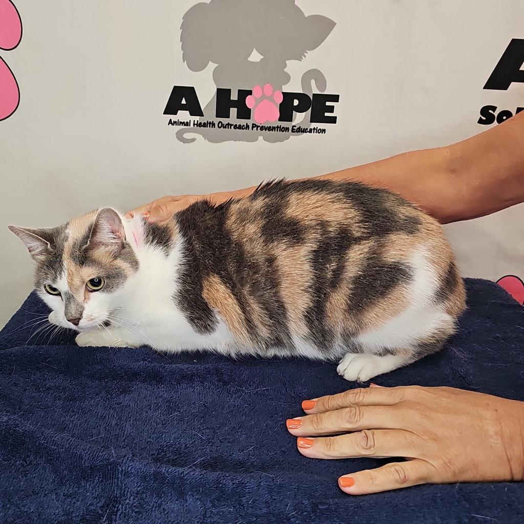 Enlarge Aries, a Adoptable mixed breed in Milton, FL image 3/6