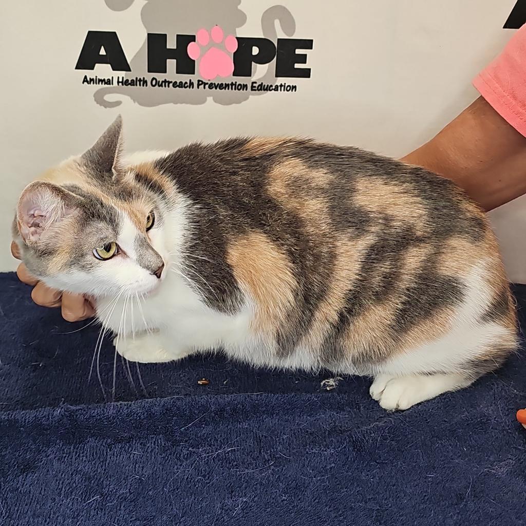 Enlarge Aries, a Adoptable mixed breed in Milton, FL image 4/6