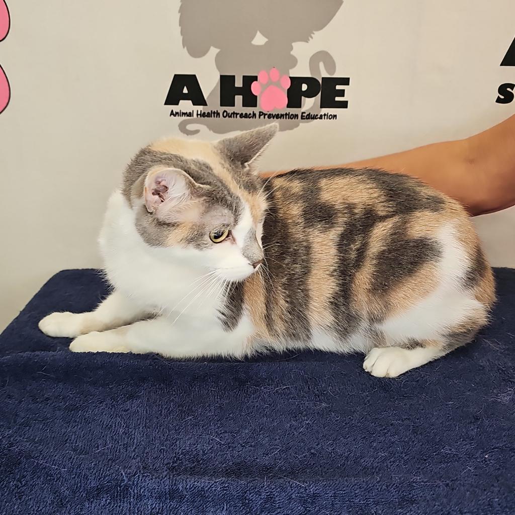 Enlarge Aries, a Adoptable mixed breed in Milton, FL image 5/6