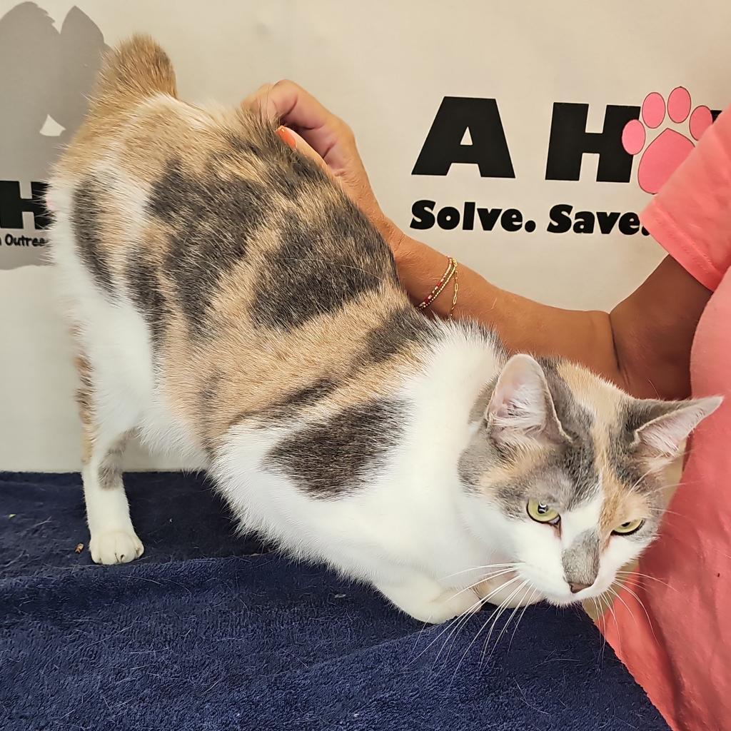 Enlarge Aries, a Adoptable mixed breed in Milton, FL image 6/6