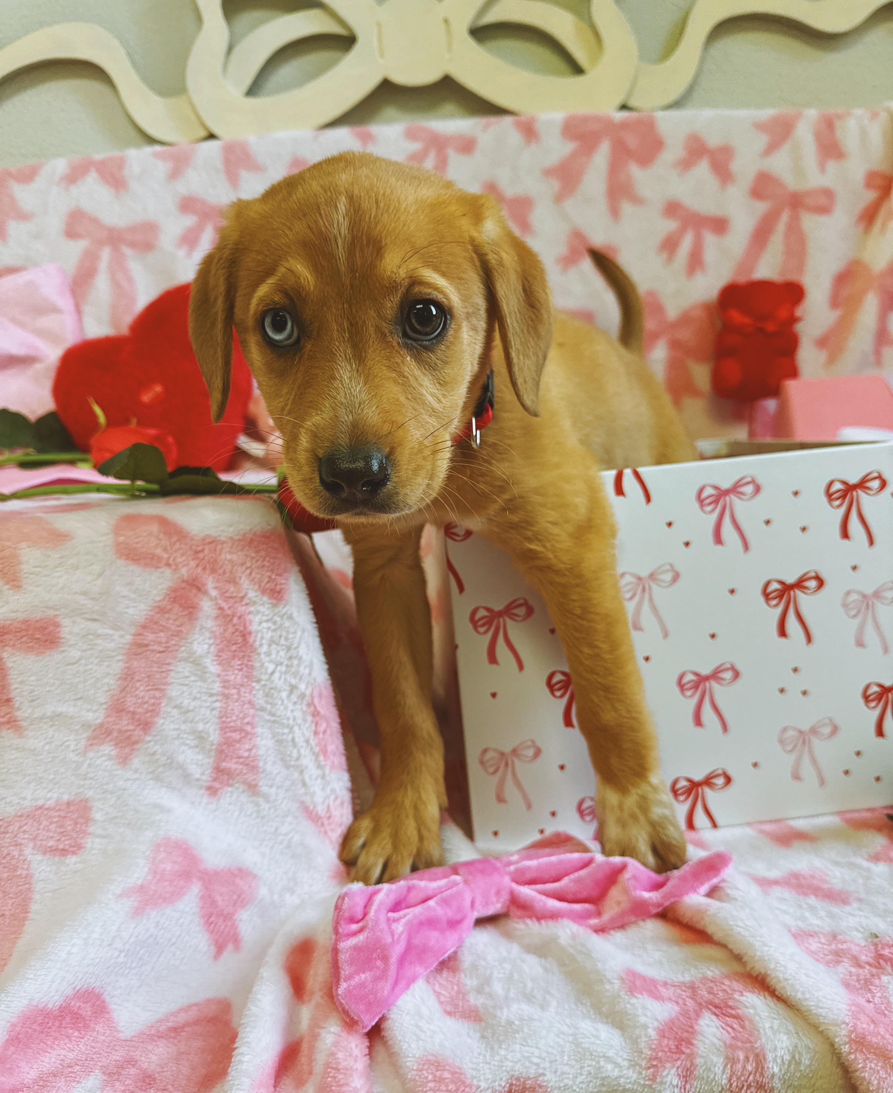 Marta , adopted, Puppy Female Australian Cattle Dog / Blue Heeler & Coonhound.