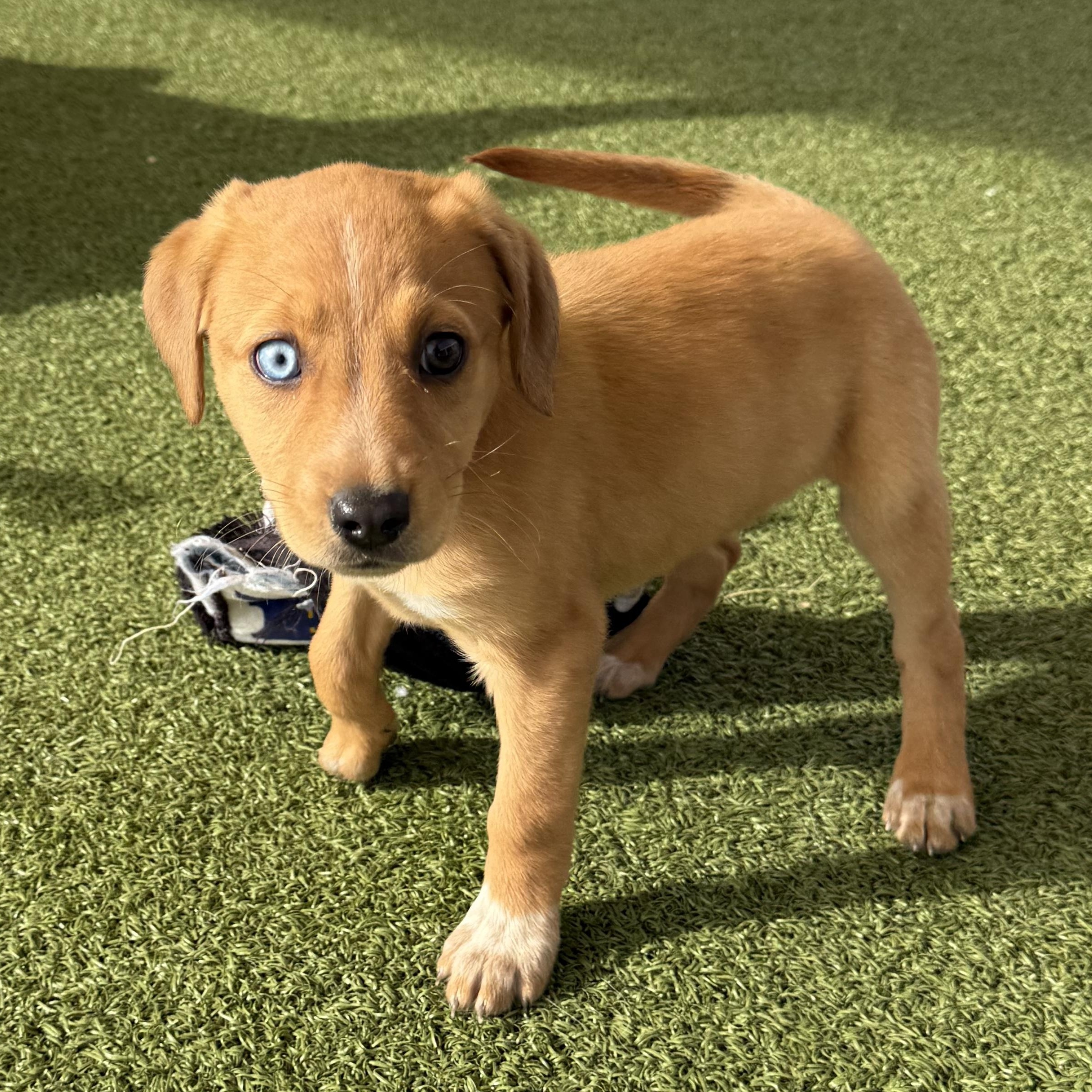 Enlarge Marta , an adopted mixed breed in Hays, KS image 2/5