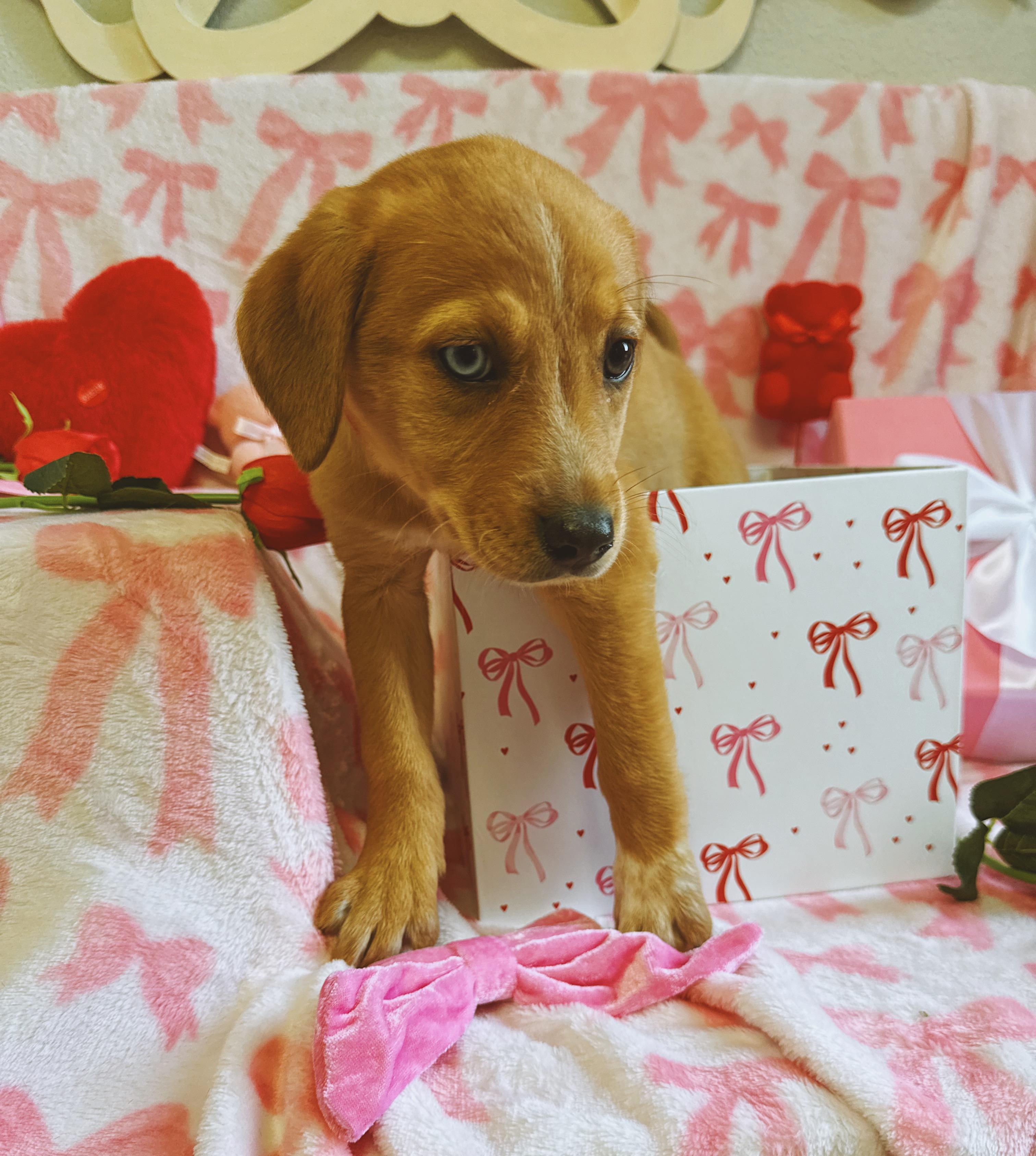 Enlarge Marta , an adopted mixed breed in Hays, KS image 4/5