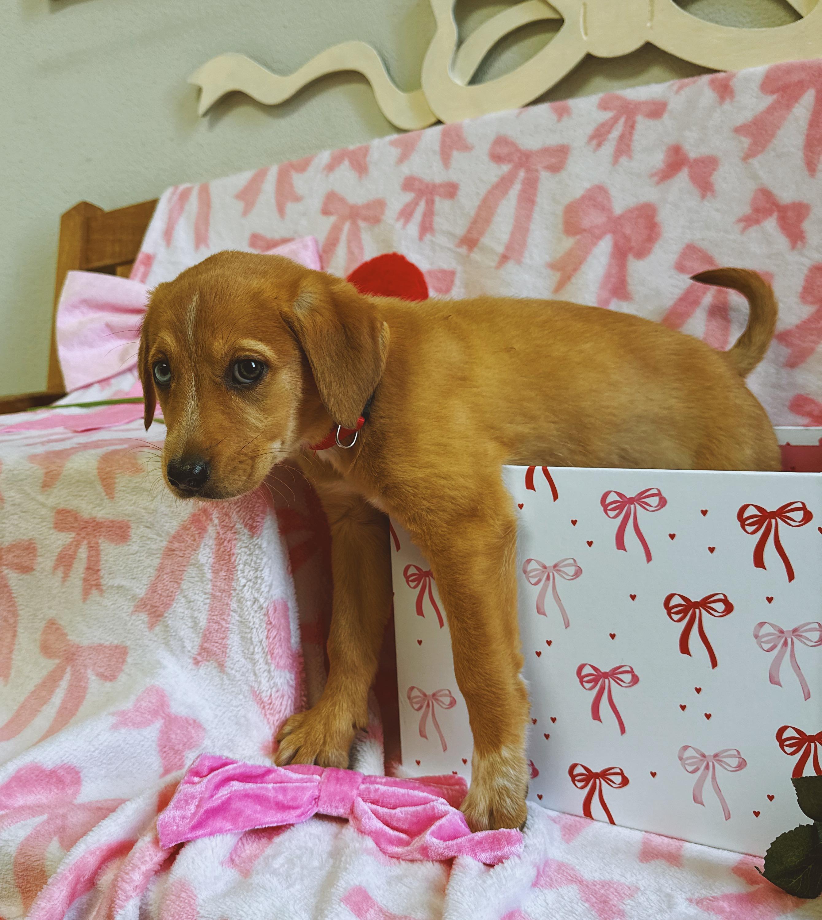 Enlarge Marta , an adopted mixed breed in Hays, KS image 3/5