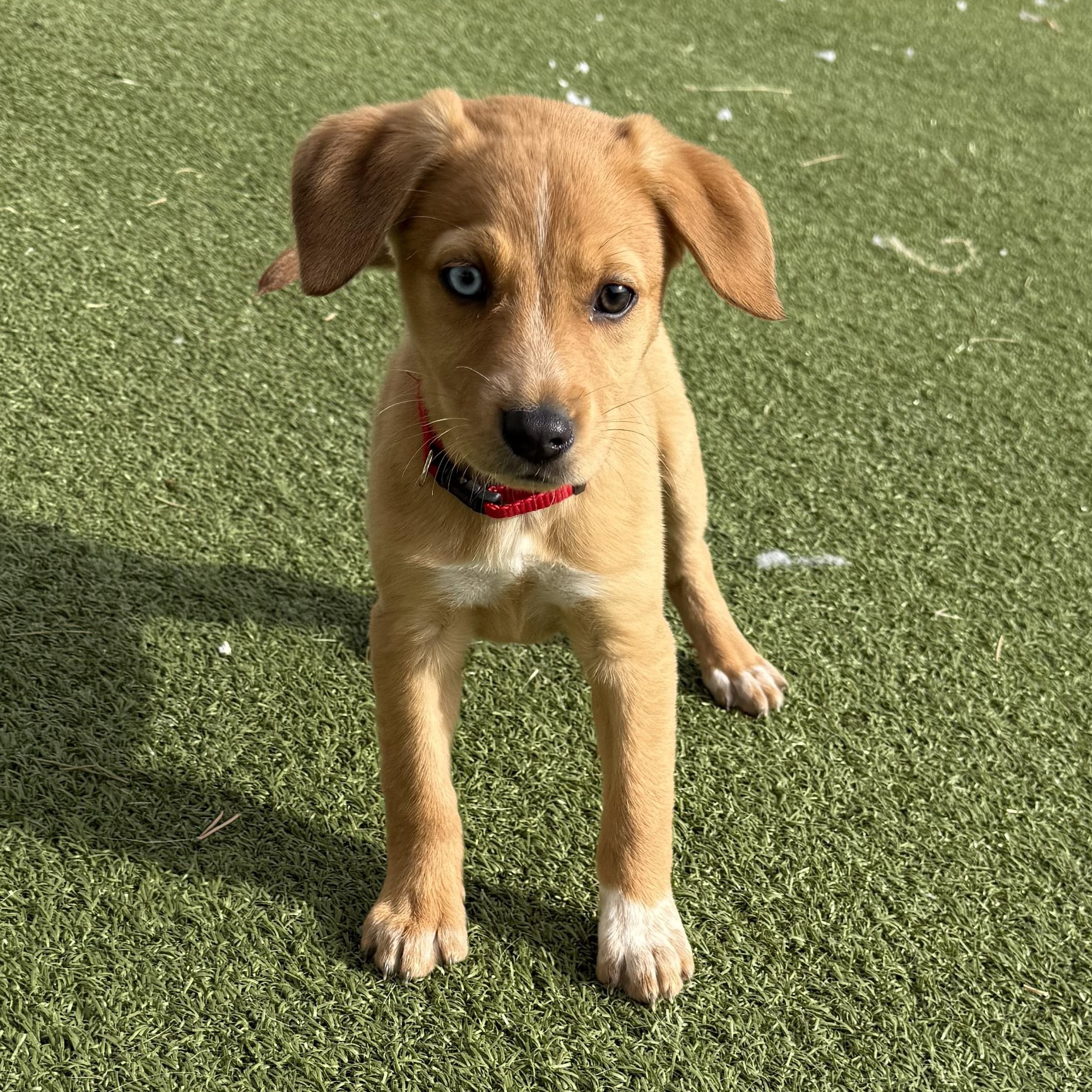 Enlarge Marta , an adopted mixed breed in Hays, KS image 5/5