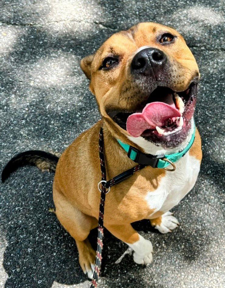 Tucker, a Adoptable Mixed Breed in Gainesville, FL image 1/3