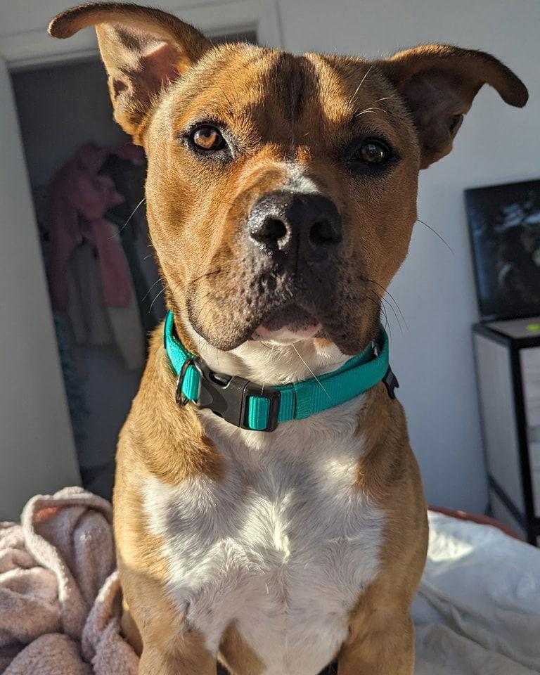 Tucker, a Adoptable Mixed Breed in Gainesville, FL image 2/3