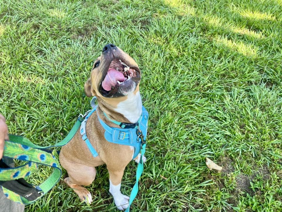 Tucker, a Adoptable Mixed Breed in Gainesville, FL image 3/3