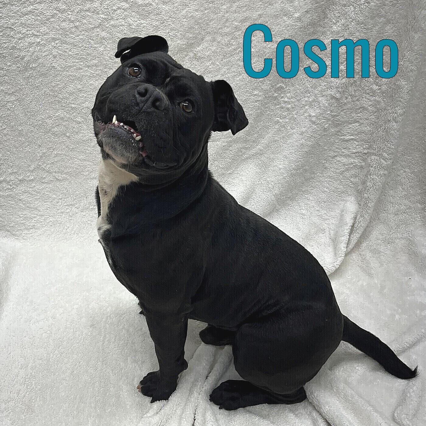 Enlarge Cosmo, a Adopted mixed breed in Pleasantville, NJ image 1/1