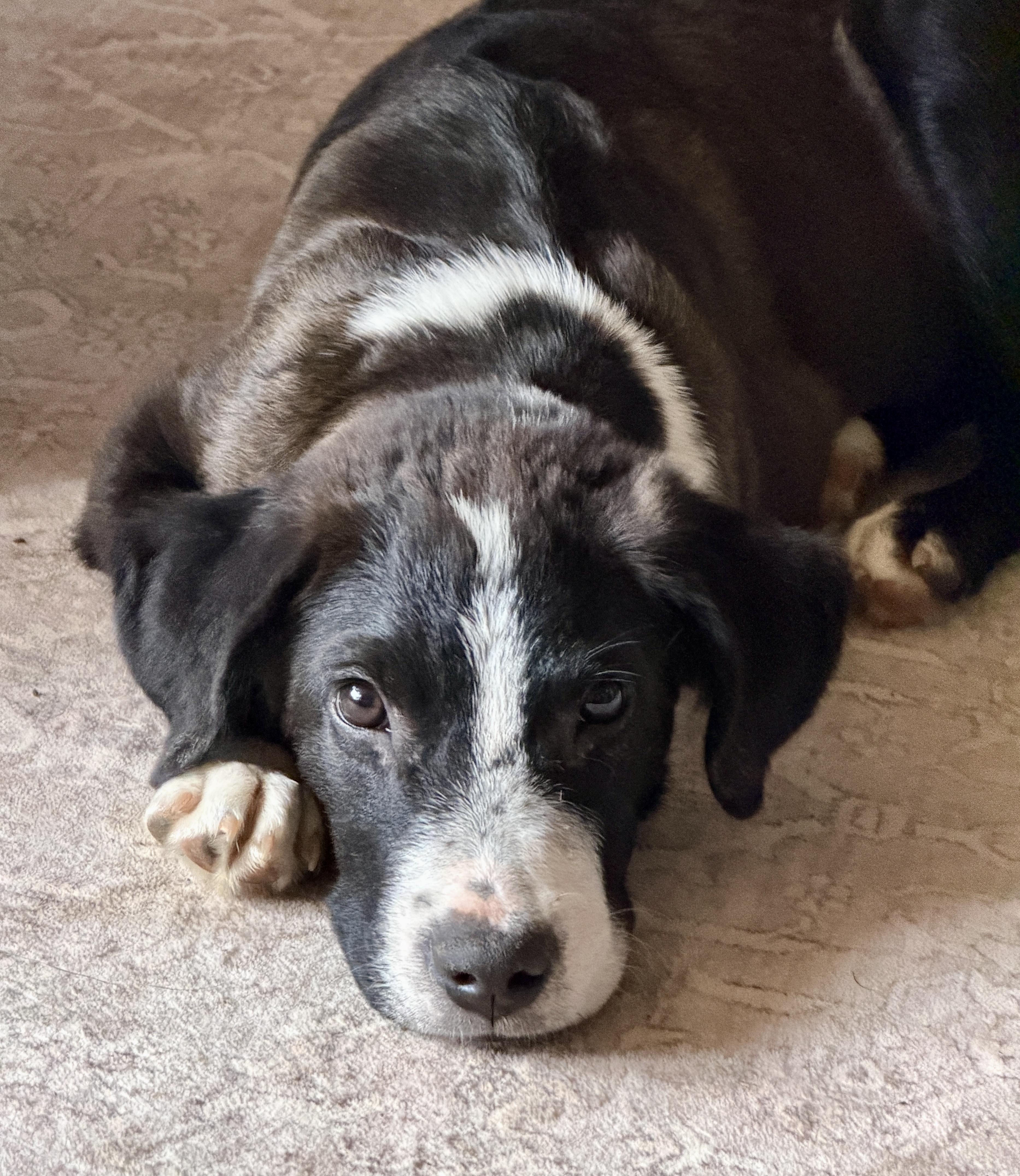 Goldfinch (Little Bird litter), a Adoptable mixed breed in Silvana, WA image 4/6