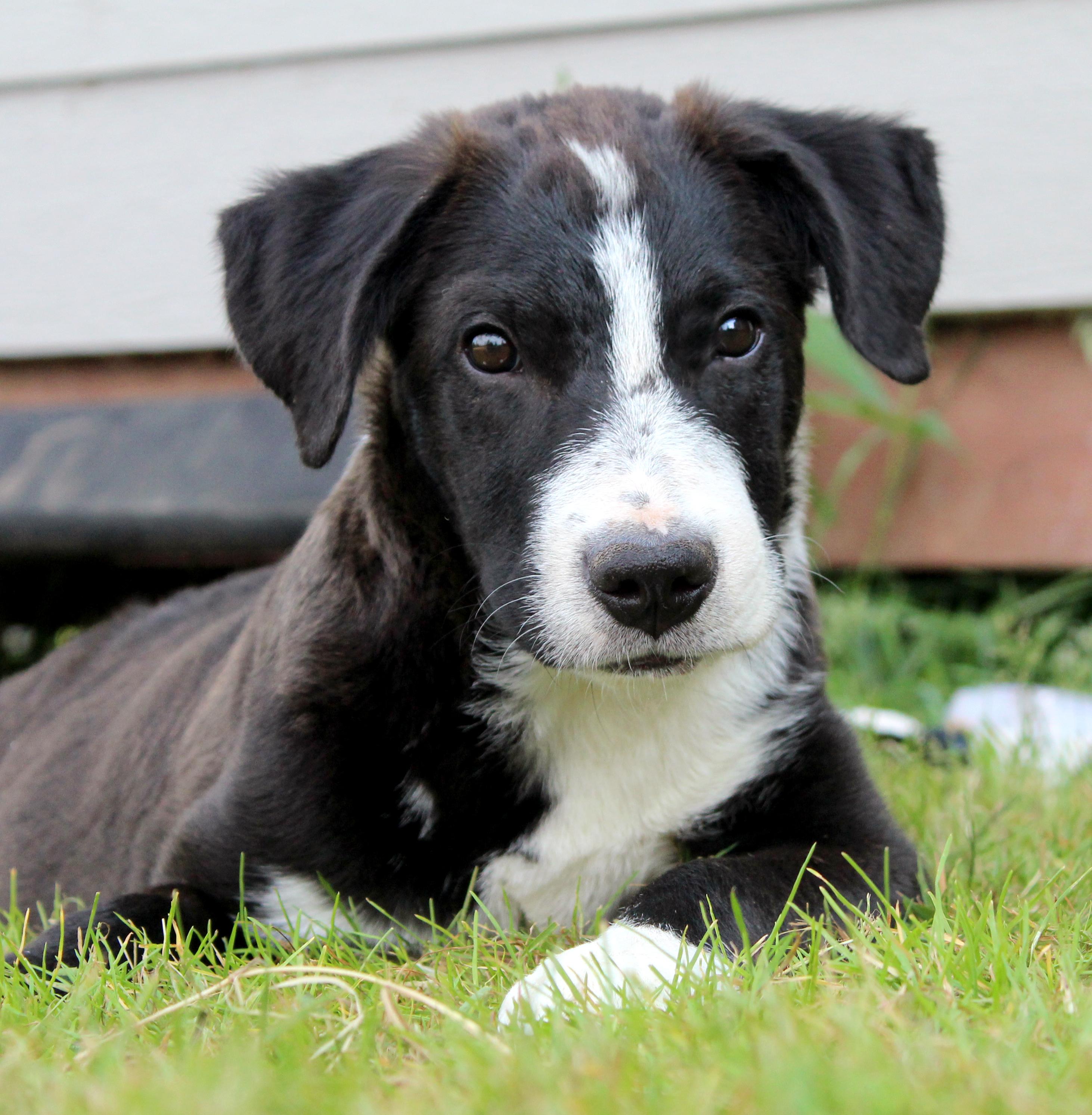 Goldfinch (Little Bird litter), a Adoptable mixed breed in Silvana, WA image 3/6