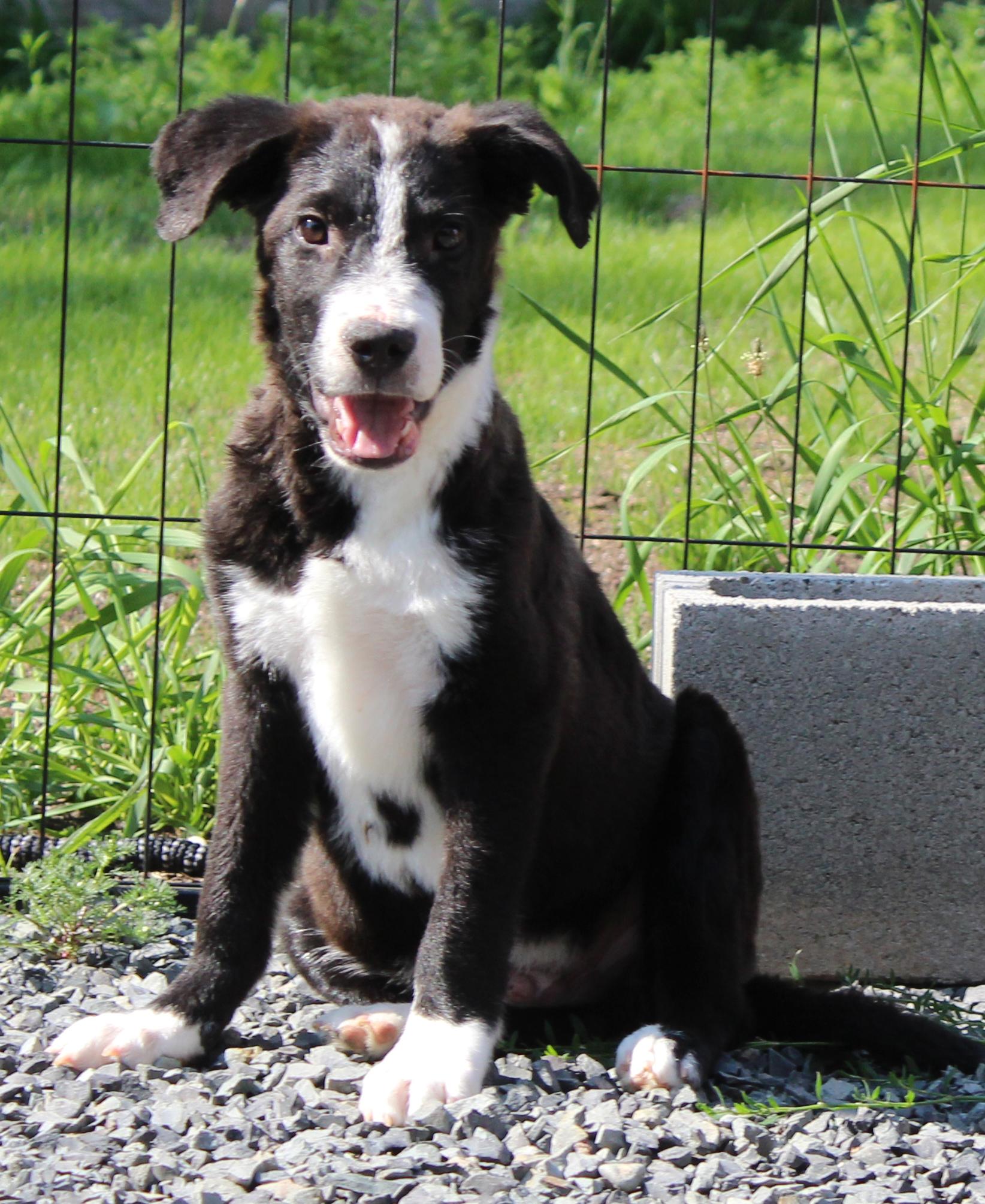 Goldfinch (Little Bird litter), a Adoptable mixed breed in Silvana, WA image 2/6