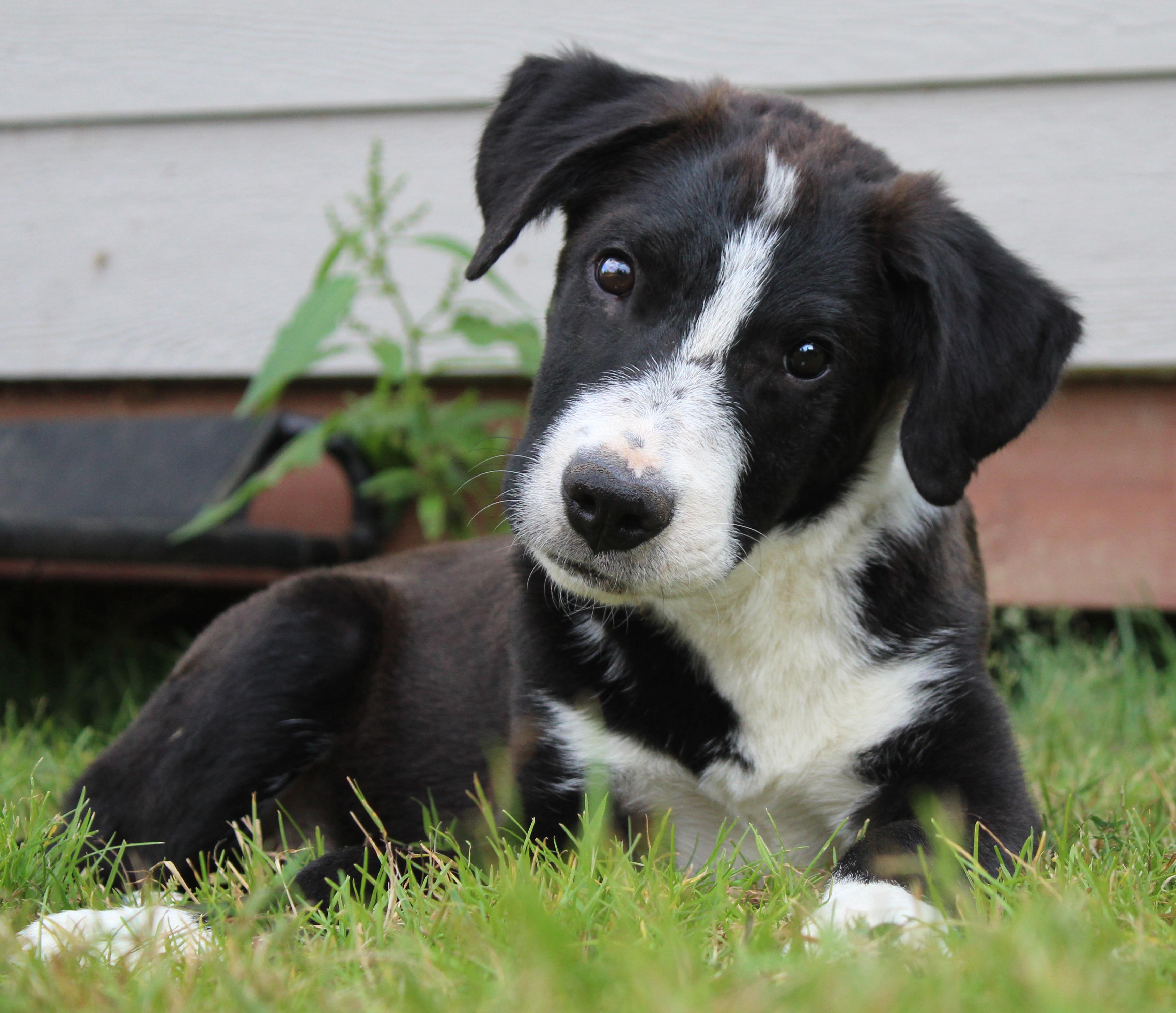 Goldfinch (Little Bird litter), a Adoptable mixed breed in Silvana, WA image 1/6