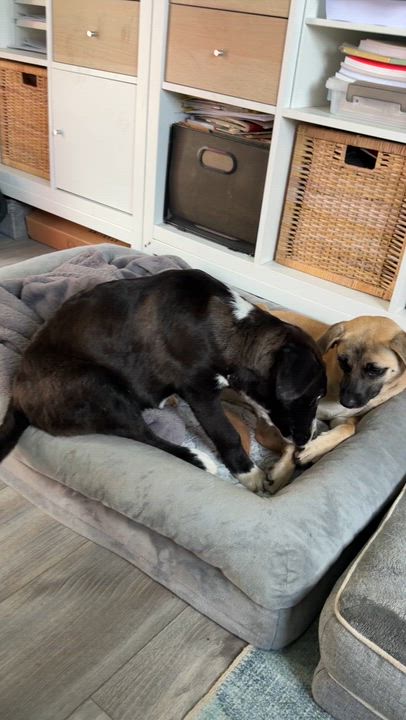 Enlarge Goldfinch (Little Bird litter), a Adoptable mixed breed in Silvana, WA video 6/6