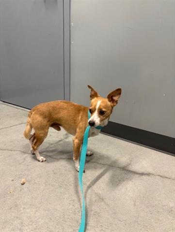 Enlarge NICK, a Adoptable Chihuahua in San Martin, CA image 1/1