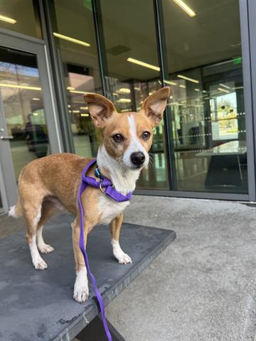 NICK, Adoptable, Adult Male Chihuahua.