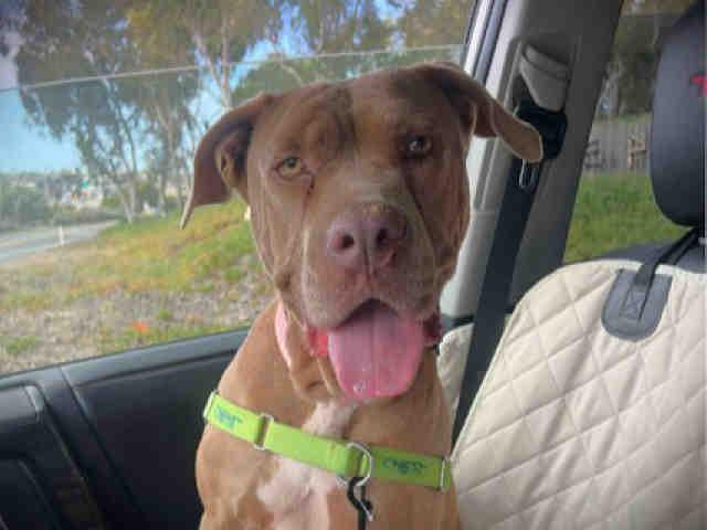 MACY, Adoptable, Adult Female Pit Bull Terrier.