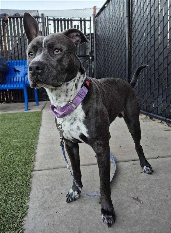 Enlarge Shrimp, a Adoptable Pit Bull Terrier in Elk Grove, CA image 1/1