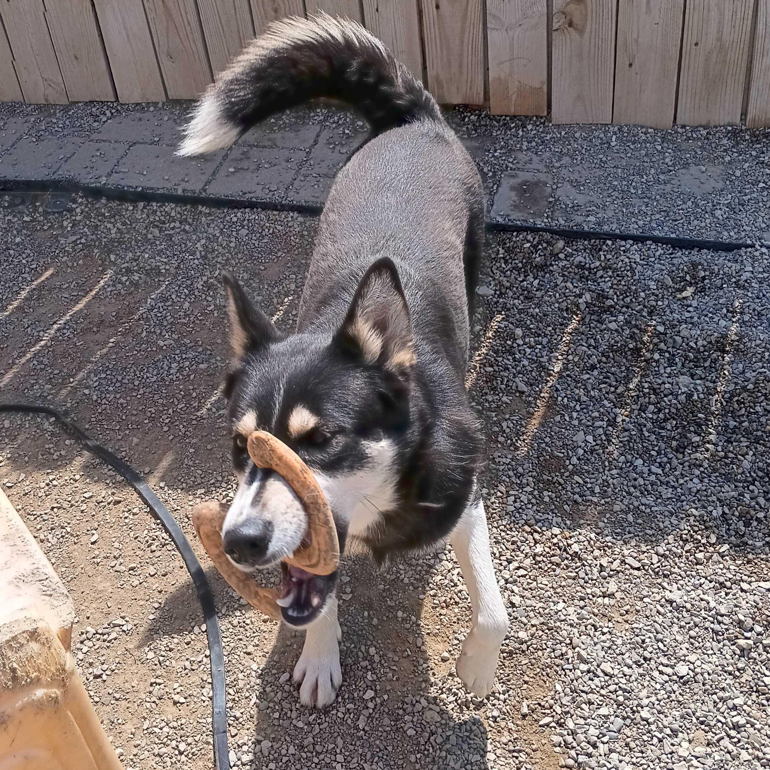 Tonja, a ADOPTABLE Husky in Indianapolis, IN image 2/3