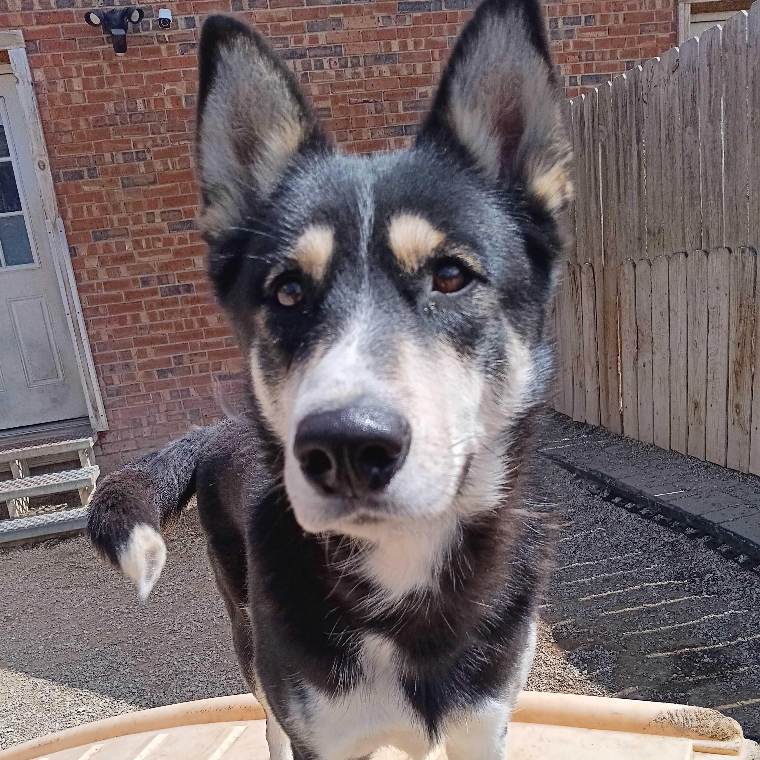 Tonja, ADOPTABLE, Young Female Husky.