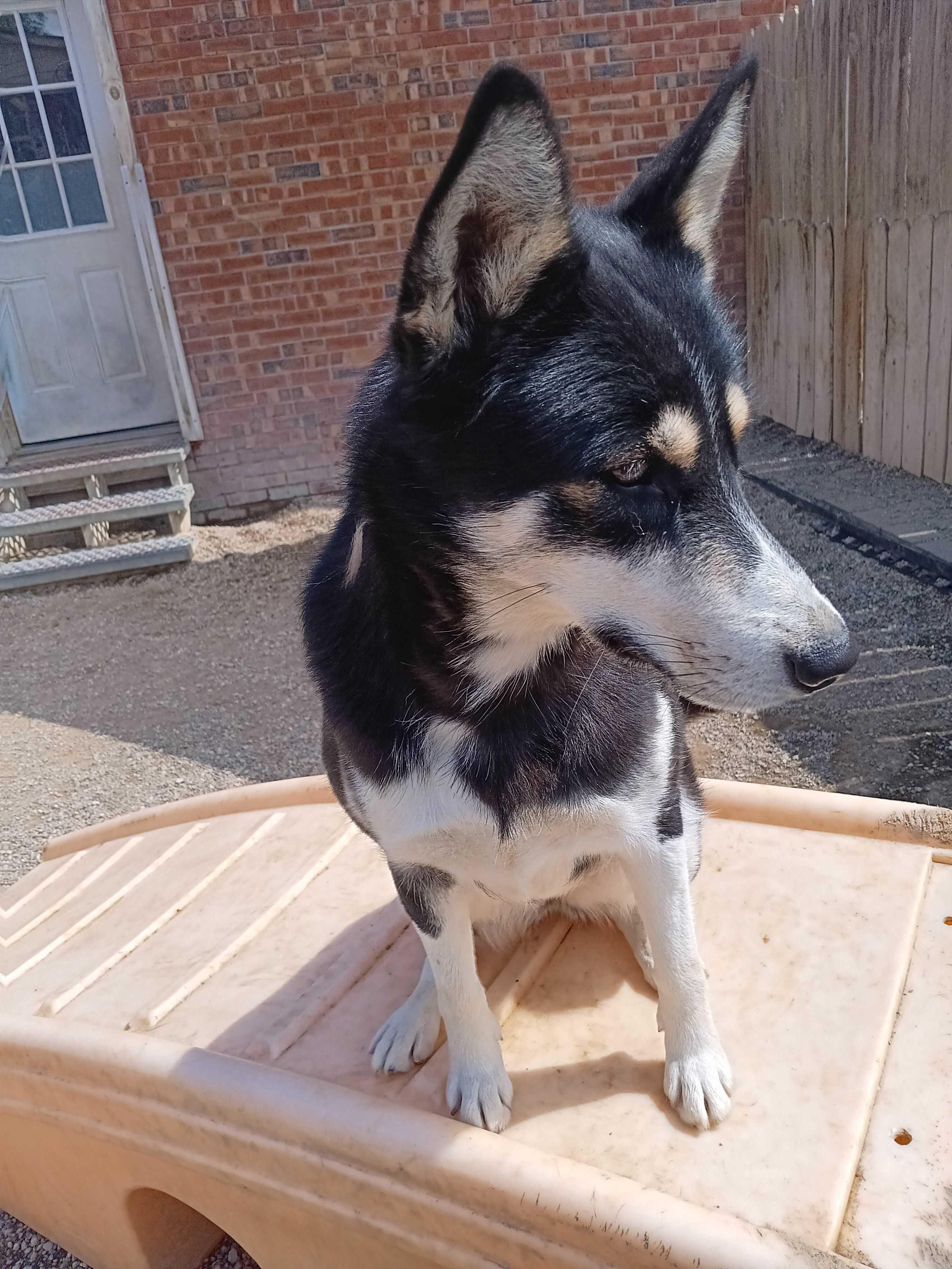 Tonja, a ADOPTABLE Husky in Indianapolis, IN image 3/3