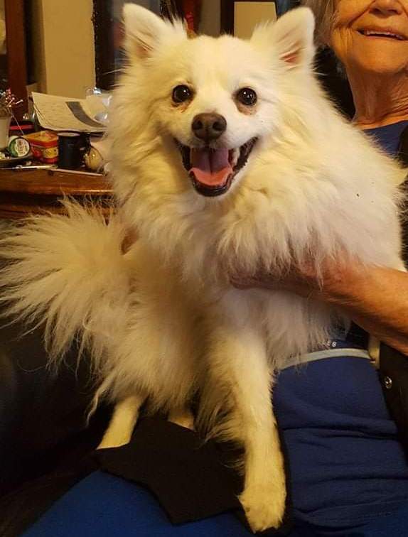 Bella-Adopted!, an adoptable American Eskimo Dog in Saint Louis, MO, 63132 | Photo Image 2