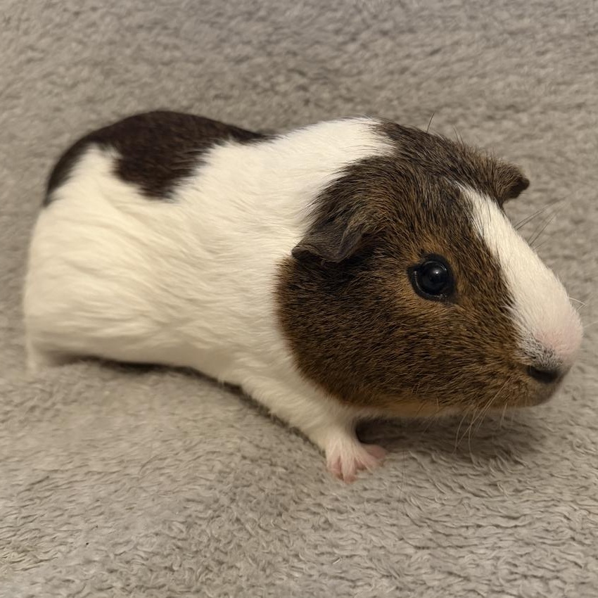 Bluey, a ADOPTABLE Guinea Pig in Minneapolis, MN image 2/4