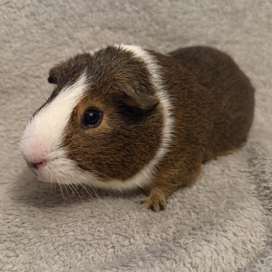 Bluey, a ADOPTABLE Guinea Pig in Minneapolis, MN image 3/4