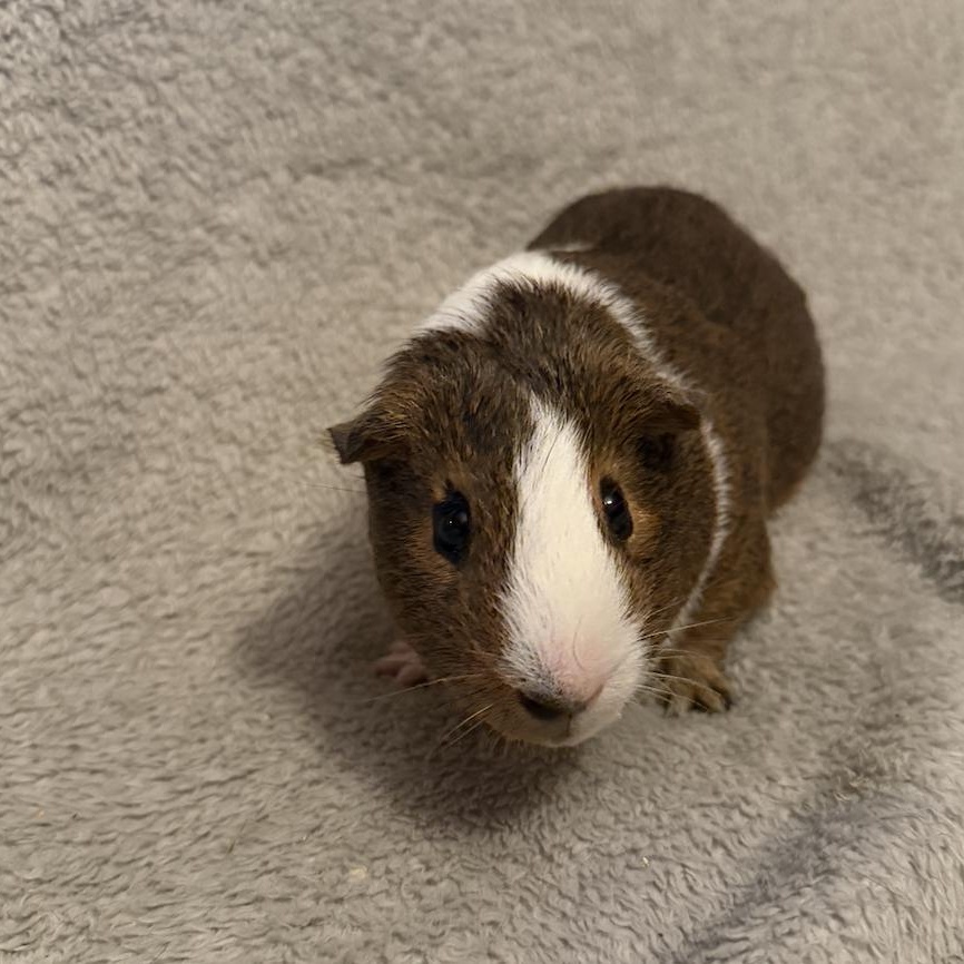 Bluey, a ADOPTABLE Guinea Pig in Minneapolis, MN image 4/4